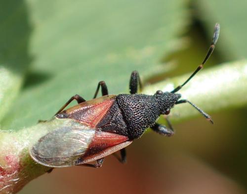 Réf. 191 075 : Oxycarenus lavaterae